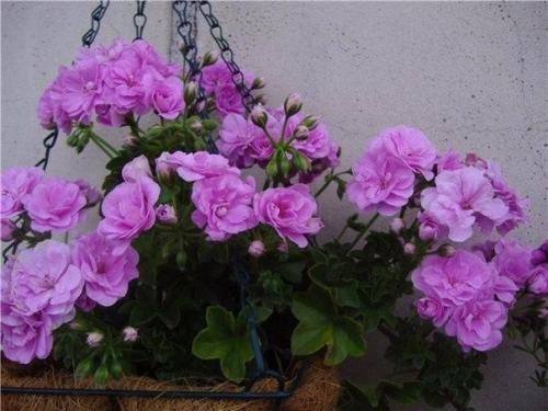 Виды пеларгоний. Это важно знать. 04 Виды пеларгоний. Это важно знать. 04