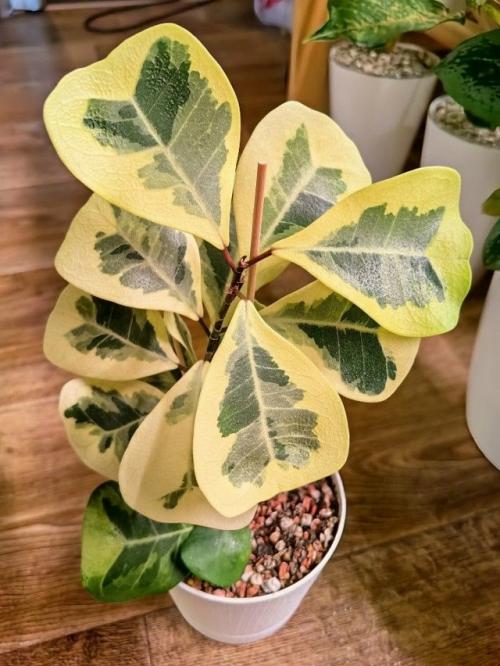 Фикус коконат крем - декоративный кустарник, который ценится за необычную окраску листвы. 01