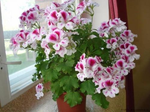 Виды пеларгоний. Это важно знать. 07 Виды пеларгоний. Это важно знать. 07