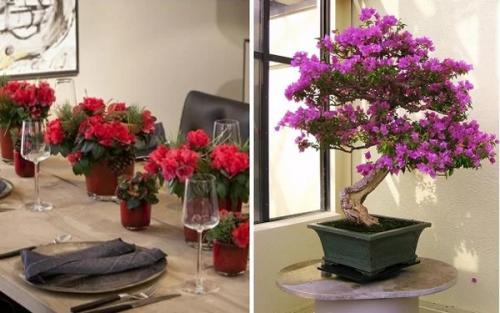 7 ароматных комнатных растений для интерьера квартиры и дома. 06 7 ароматных комнатных растений для интерьера квартиры и дома. 06