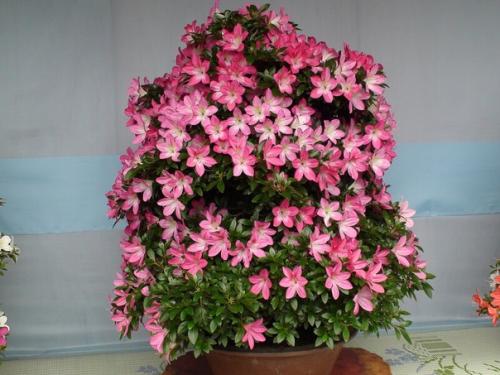 Азалия по праву одним из самых красивых комнатных растений является. 08