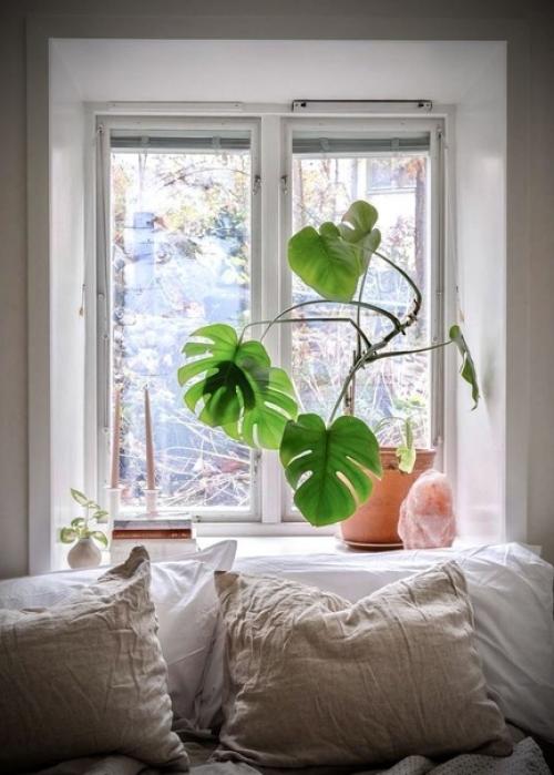 Модный вызов: новая роль комнатных растений в интерьере. 02