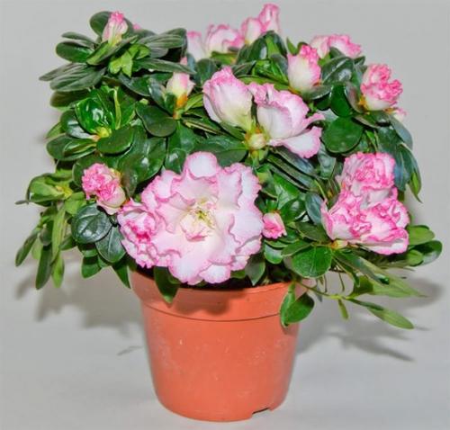 Азалия по праву одним из самых красивых комнатных растений является. 07