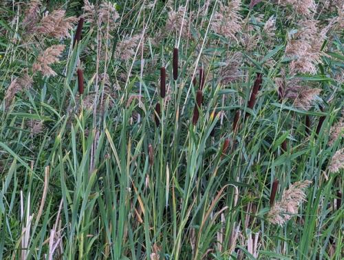 Давно я не жила на турбазах в палатках, но сейчас турбазы другие, и называются загадочно - Глэмпинг. 03