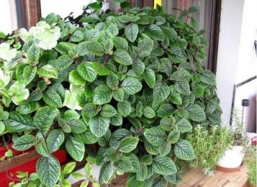 7 ароматных комнатных растений для интерьера квартиры и дома. 05 7 ароматных комнатных растений для интерьера квартиры и дома. 05