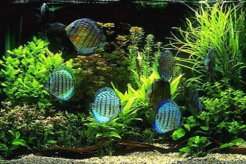 Обслуживание и чистка аквариумов как бизнес.