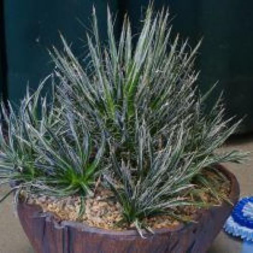 Комнатная агава - фаворитка среди суккулентов. 09