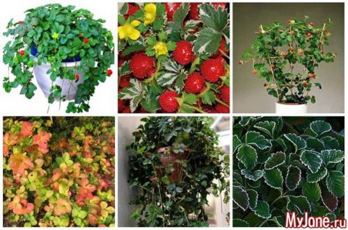 Все, как у Кошки, но не Кошка - дюшенея индийская. 01 Все, как у Кошки, но не Кошка - дюшенея индийская. 01