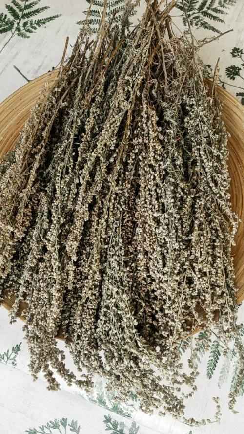 Полынь полевая, дикая, горькая, серебристая. 08