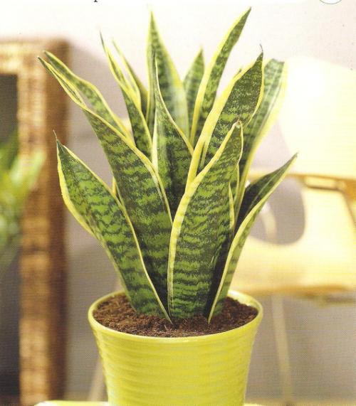 10 самых неприхотливых комнатных растений или цветы для лентяя. 02