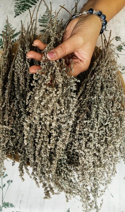 Полынь полевая, дикая, горькая, серебристая. 01