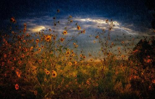 Одиночество муравейника.  Автор: священник Андрей (мизюк).