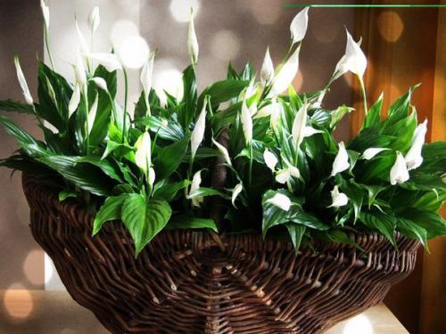 Спатифиллум или Женское Счастье. 01