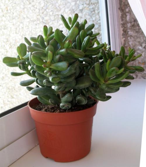 10 самых неприхотливых комнатных растений или цветы для лентяя. 01