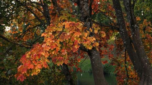 Недавно целый день в Гатчине во дворцах и парках гуляла. 02 Недавно целый день в Гатчине во дворцах и парках гуляла. 02