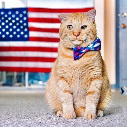 Вот как меняет котика жизнь дома! 05