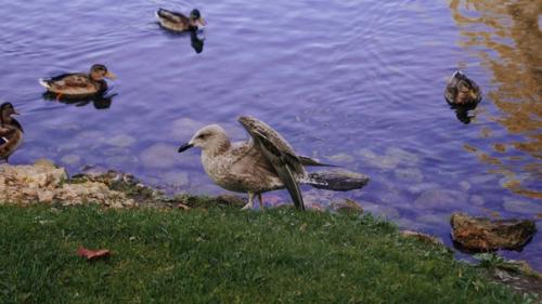 Недавно целый день в Гатчине во дворцах и парках гуляла. 01 Недавно целый день в Гатчине во дворцах и парках гуляла. 01