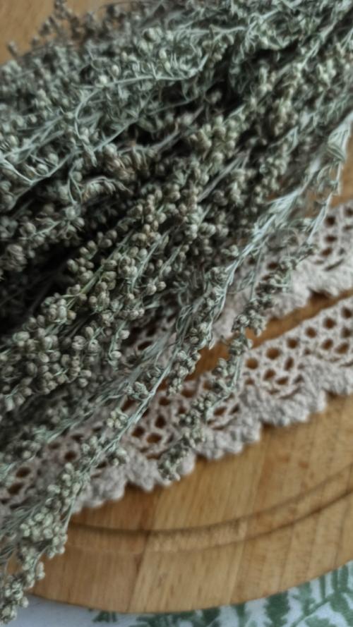 Полынь полевая, дикая, горькая, серебристая. 03