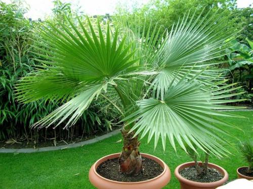 Вашингтония. 

Вашингтония (Washingtonia) - растение из семейства пальмовых, распространенное на юге США и в западной Мексике. 
