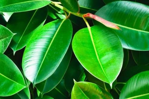 Комнатные растения - это не только украшение интерьера, но и полезный элемент для здоровья. 01