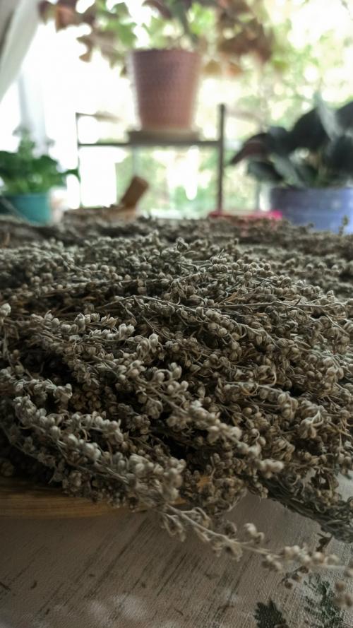 Полынь полевая, дикая, горькая, серебристая. 04