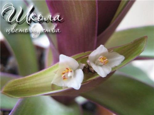 Рео: уход в домашних условиях. 03