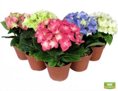 Гортензия комнатная: уход в домашних условиях. 02 Гортензия комнатная: уход в домашних условиях. 02