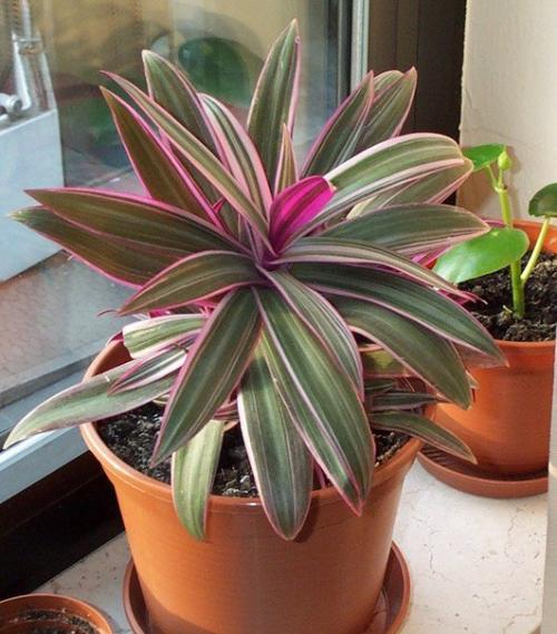 Рео: уход в домашних условиях. 04