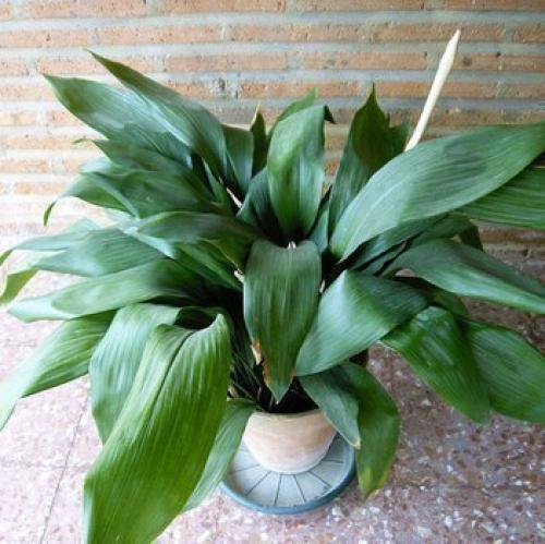 10 самых неприхотливых комнатных растений или цветы для лентяя. 04