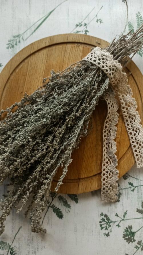 Полынь полевая, дикая, горькая, серебристая. 02