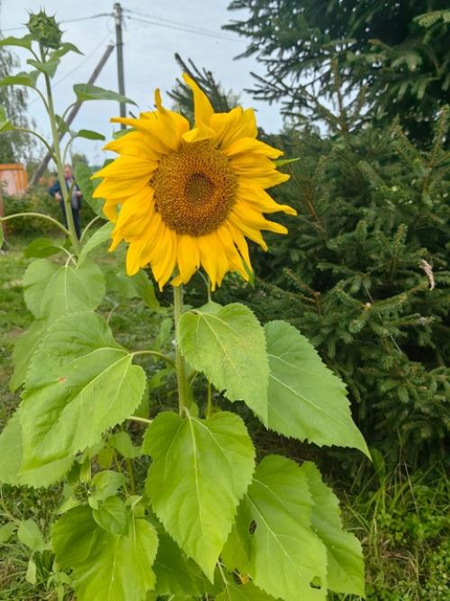Давно не выкладывала фотографии своего дачного дома. 04