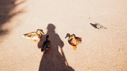 Недавно целый день в Гатчине во дворцах и парках гуляла. 06 Недавно целый день в Гатчине во дворцах и парках гуляла. 06