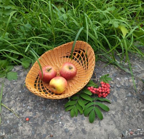 Я нашла на сво м жилмассиве чудесную, заросшую травой, лесенку, которой никто не пользуется, к ней даже троп нет. 04