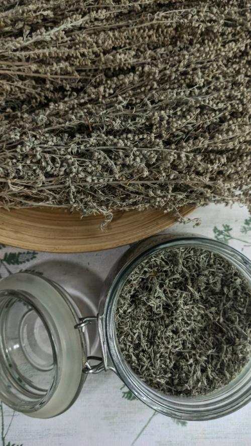 Полынь полевая, дикая, горькая, серебристая. 05