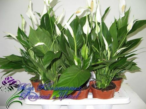 10 самых неприхотливых комнатных растений или цветы для лентяя. 03