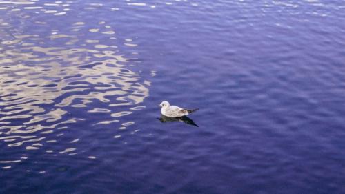 Недавно целый день в Гатчине во дворцах и парках гуляла. 07 Недавно целый день в Гатчине во дворцах и парках гуляла. 07