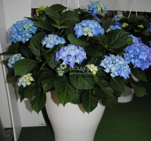 Гортензия комнатная: уход в домашних условиях. 03 Гортензия комнатная: уход в домашних условиях. 03