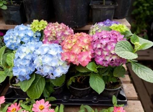 Гортензия комнатная: уход в домашних условиях. Гортензия комнатная: уход в домашних условиях.