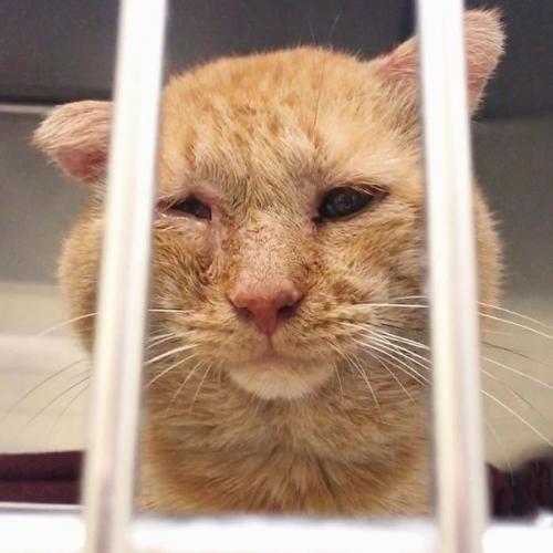 Вот как меняет котика жизнь дома!