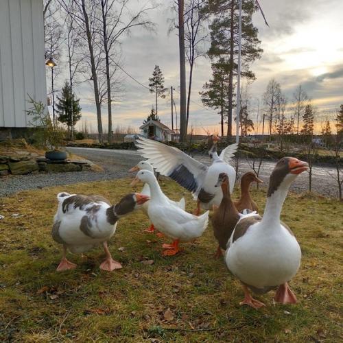 Этот красивый деревенский дом на землях прекрасной Швеции расположился. 05