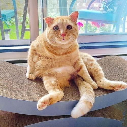 Вот как меняет котика жизнь дома! 04