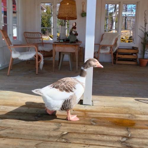 Этот красивый деревенский дом на землях прекрасной Швеции расположился. 01