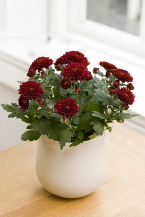 Красочные подушки комнатных хризантем? 04