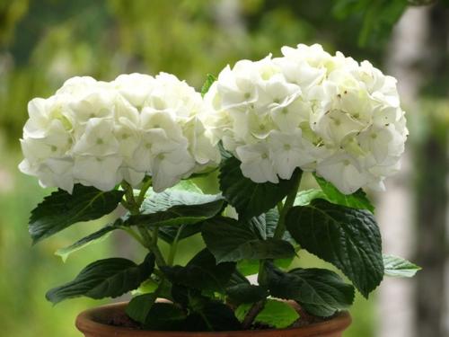 Гортензия комнатная: уход в домашних условиях. 01 Гортензия комнатная: уход в домашних условиях. 01
