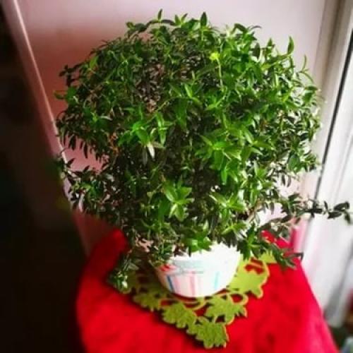 Уход_за_цветами@Cvetochniyvodopad. 04