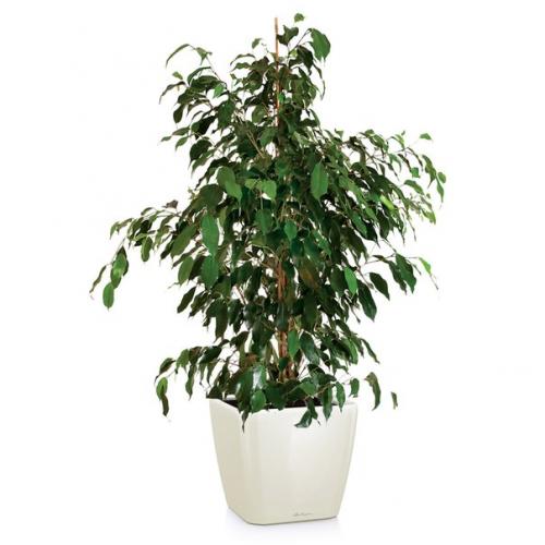 Фикус бенджамина.   В офисе, в квартире, в торговых центрах или других помещениях - где только не стоят вазоны с фикусами. 02