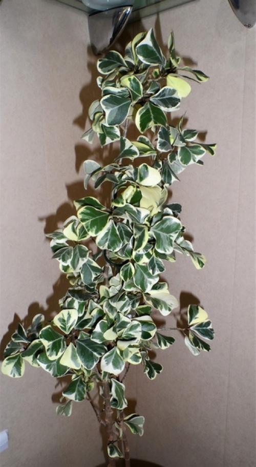 Фикус - это символ просветления. 01