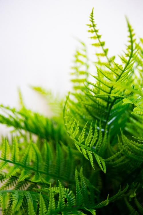 Декоративный папоротник изготовлен из современных материалов, не требующего особого ухода. 01