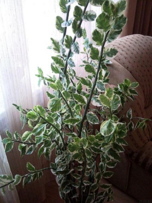 Педилантус титималоидный: уход и размножение? 06