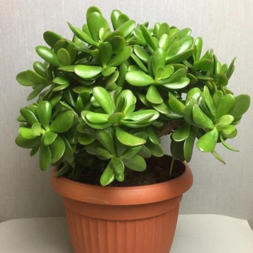 Где поставить толстянку, чтобы она привлекала в дом богатство. 01